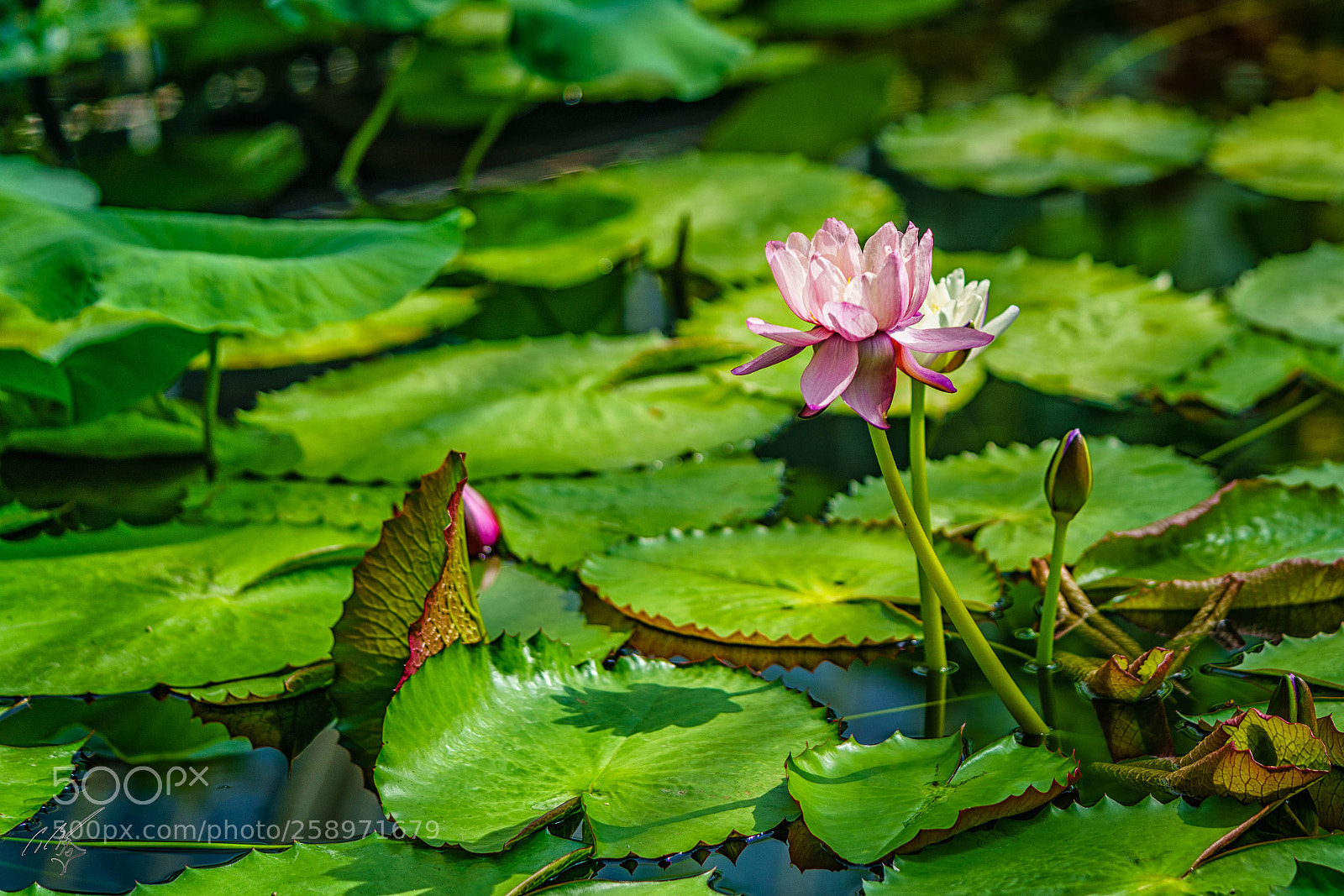 Sony a7R II sample photo. Waterlilly may photography