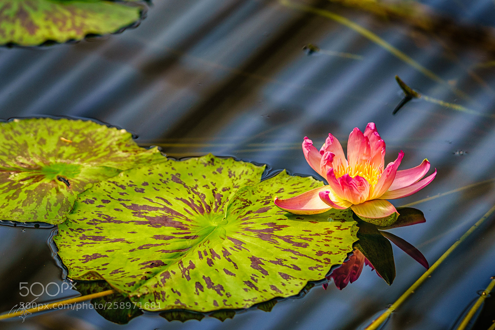 Sony a7R II sample photo. Waterlilly may photography