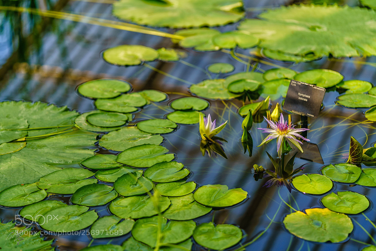 Sony a7R II sample photo. Waterlilly may photography