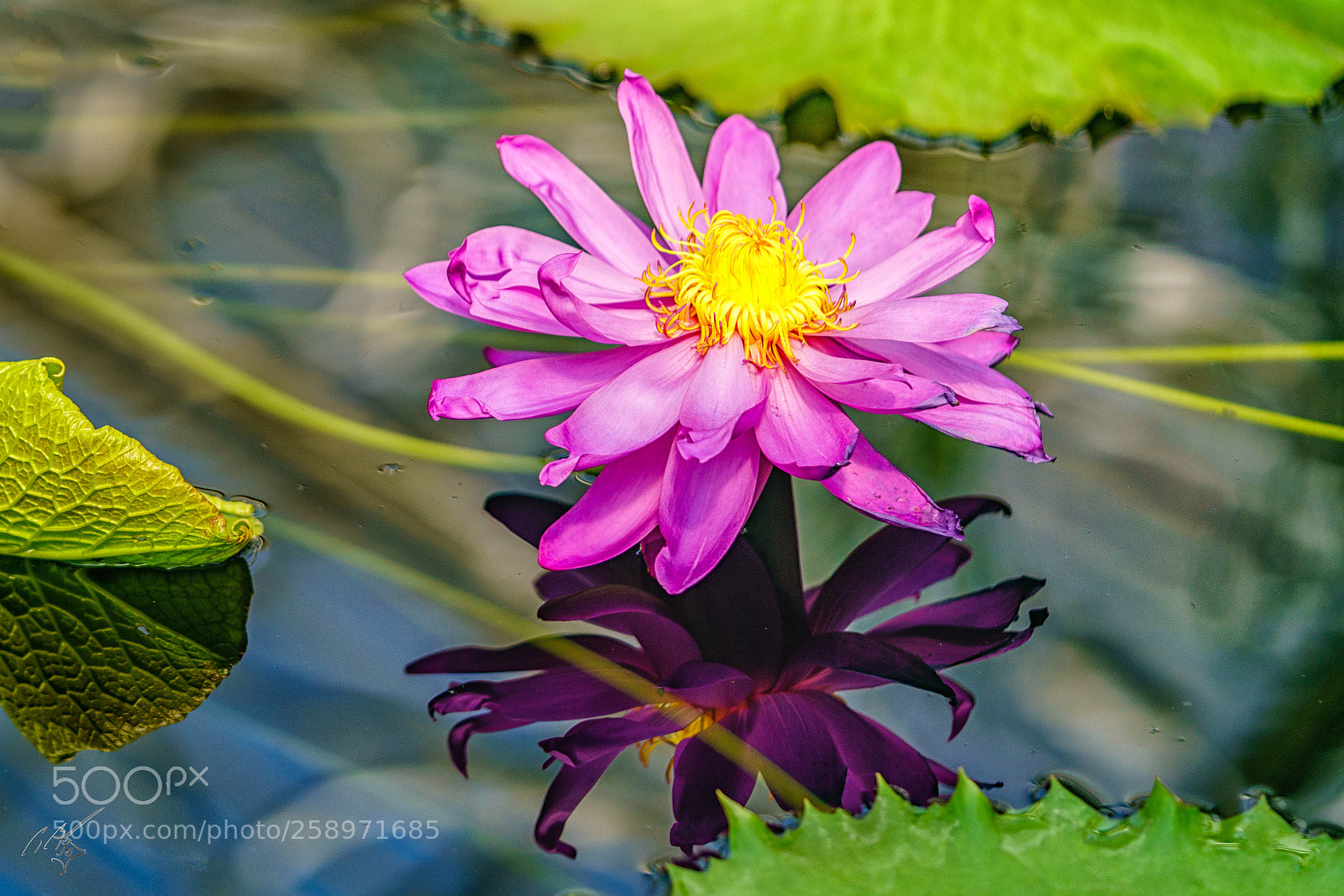 Sony a7R II sample photo. Waterlilly may photography