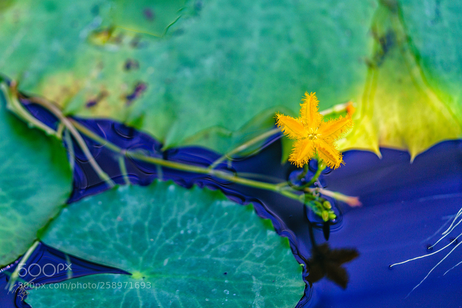 Sony a7R II sample photo. Waterlilly may photography