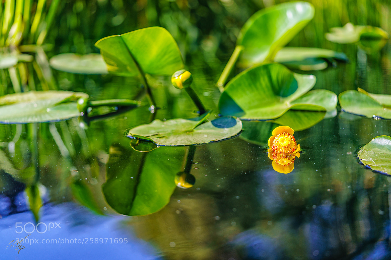 Sony a7R II sample photo. Waterlilly may photography