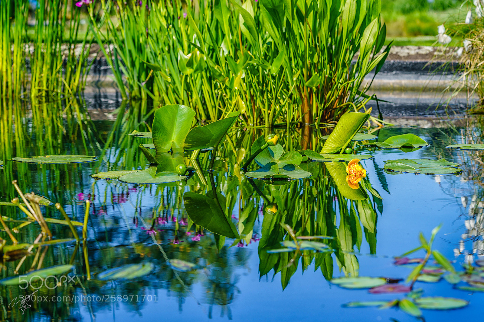 Sony a7R II sample photo. Waterlilly may photography