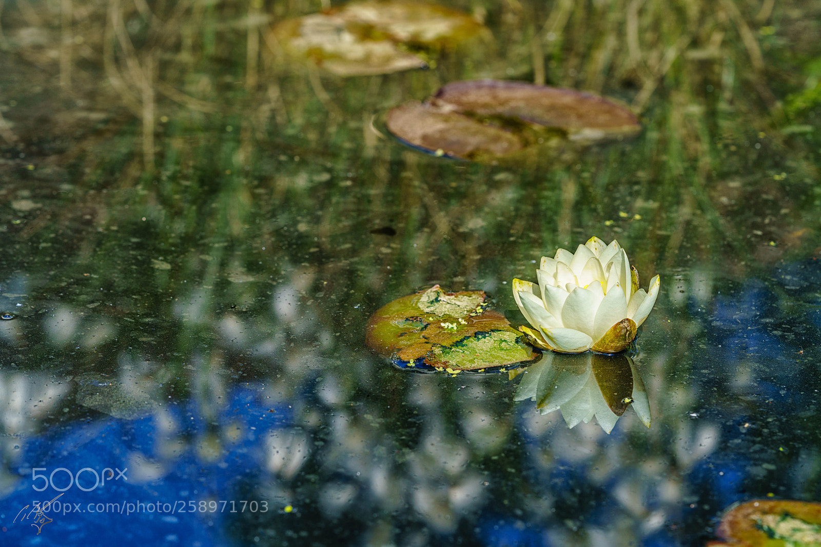 Sony a7R II sample photo. Waterlilly may photography