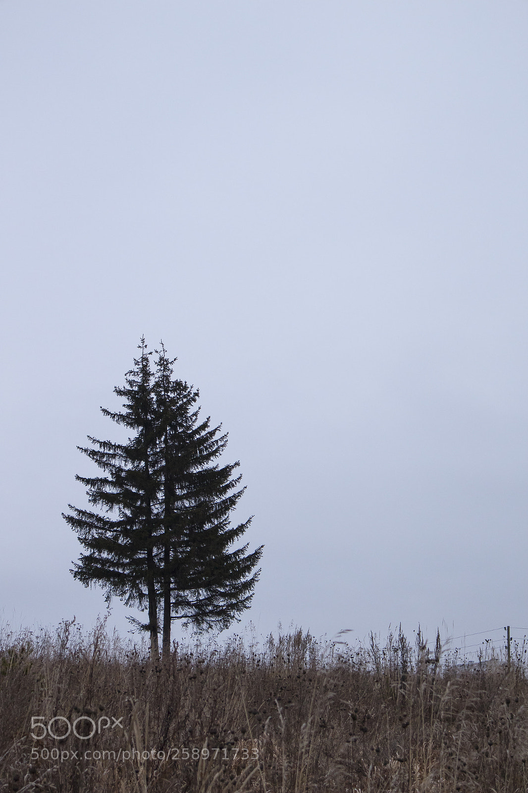 Canon EOS M10 sample photo. Two trees on a photography