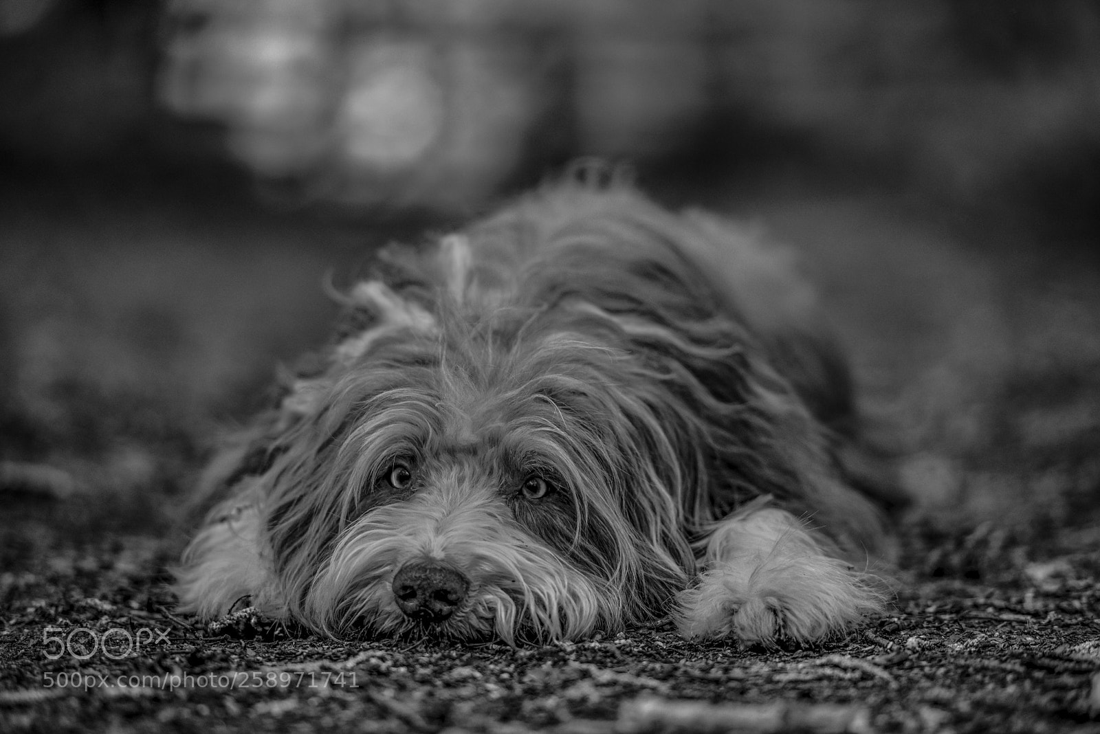 Nikon D810 sample photo. Posing photography