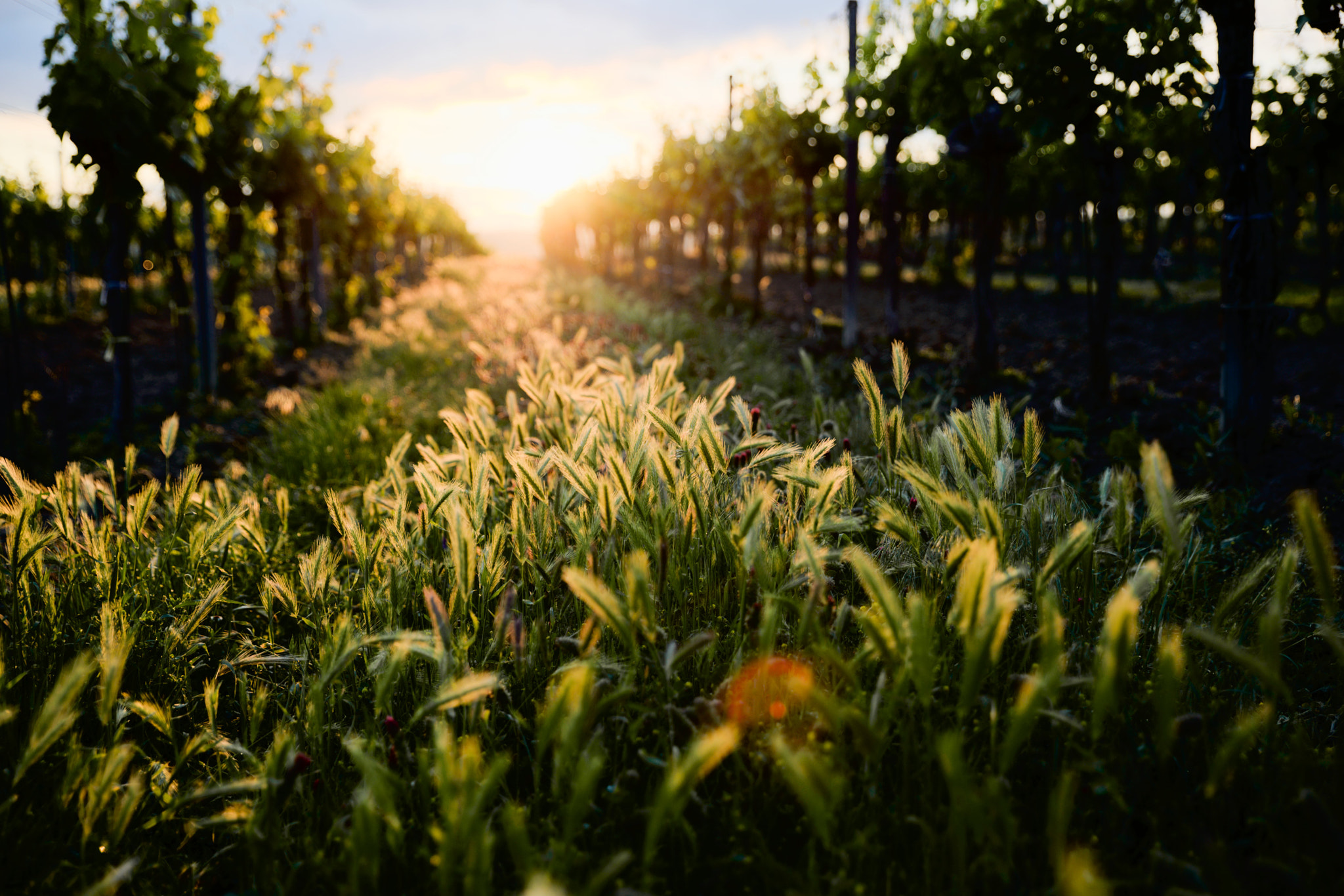 Nikon D610 + Tamron SP 24-70mm F2.8 Di VC USD sample photo. Springtime photography