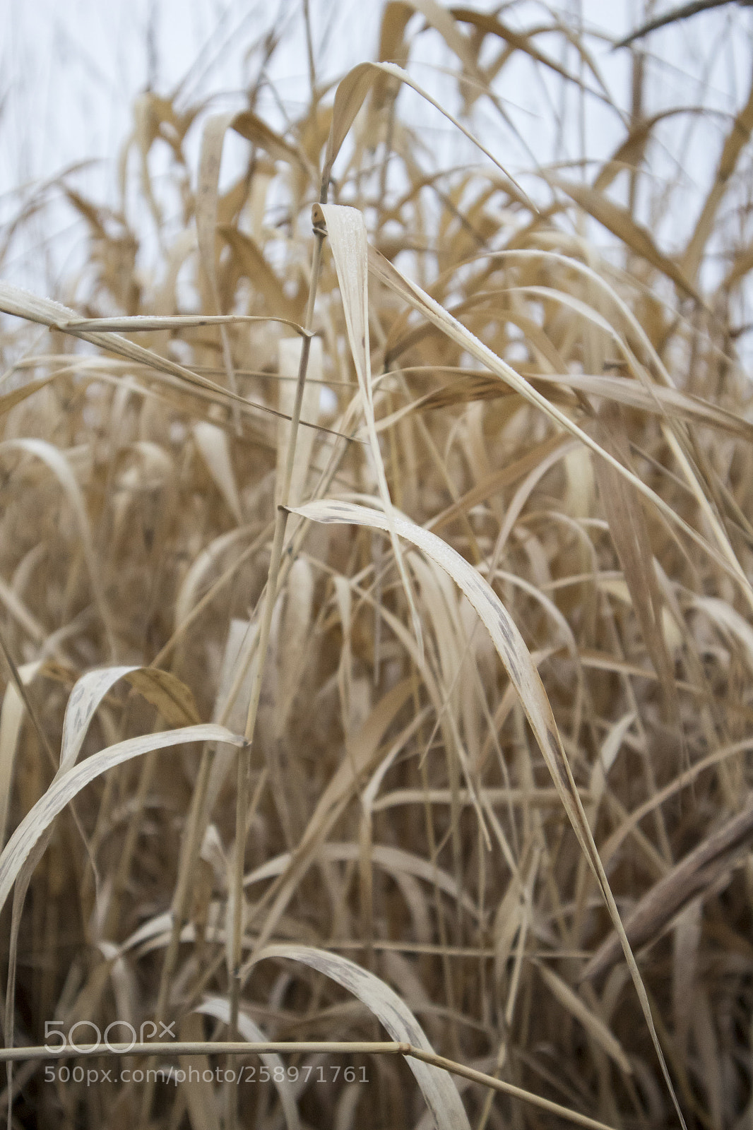 Canon EOS M10 sample photo. Yellow autumn grass photography