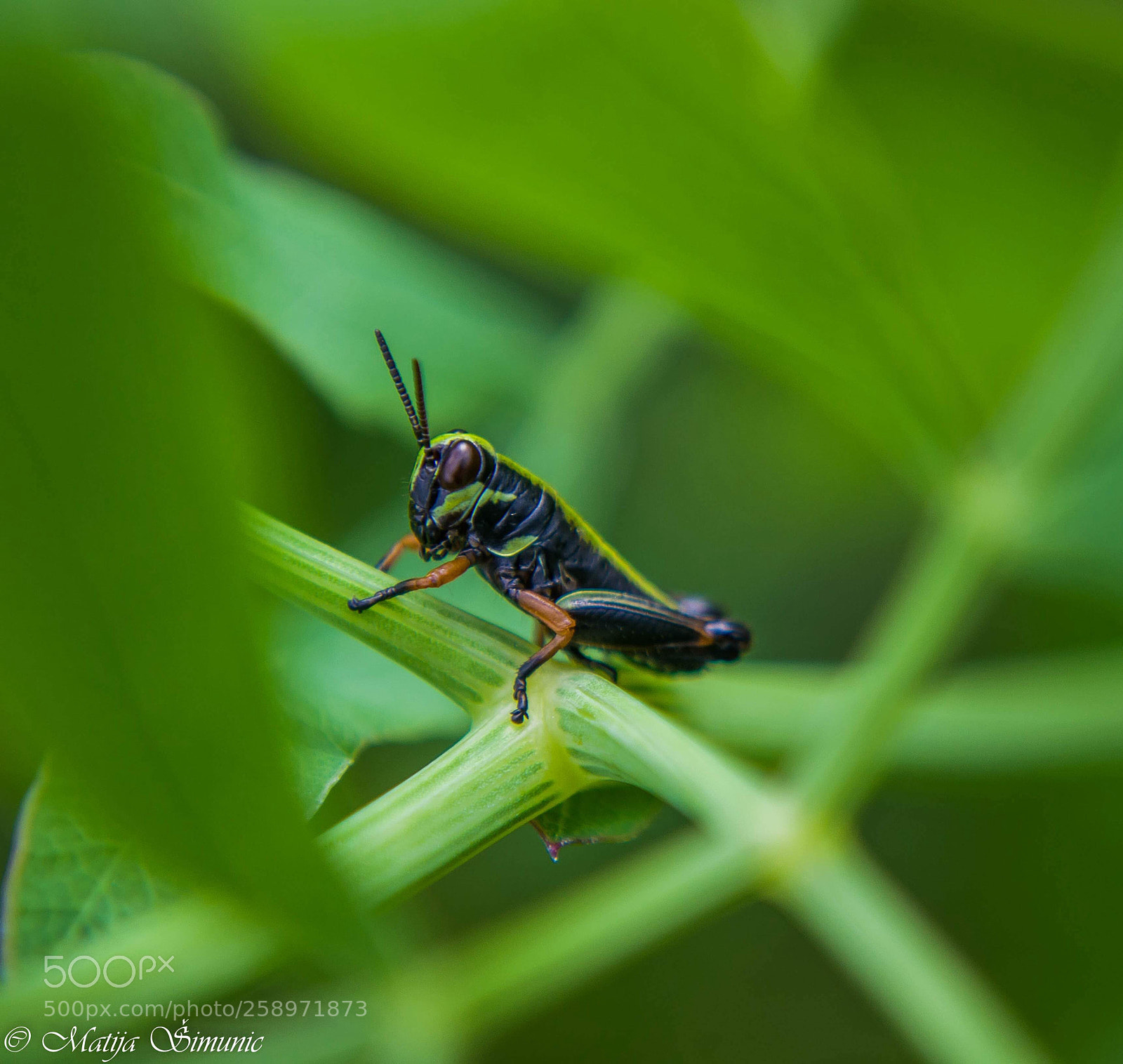 Nikon D5100 sample photo. Grasshopper photography