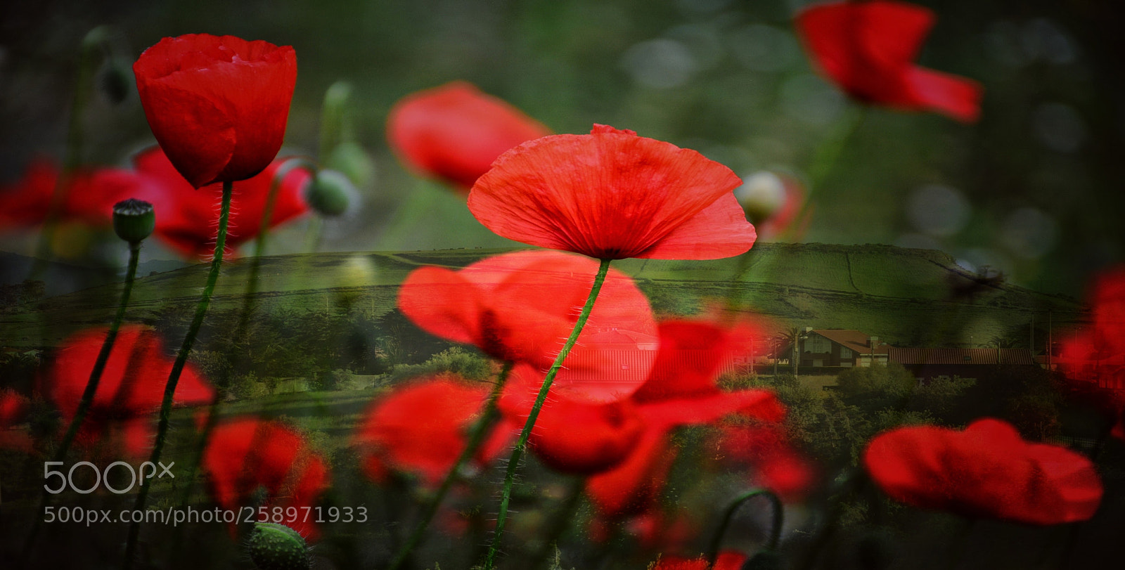 Nikon D7100 sample photo. Untitled photography