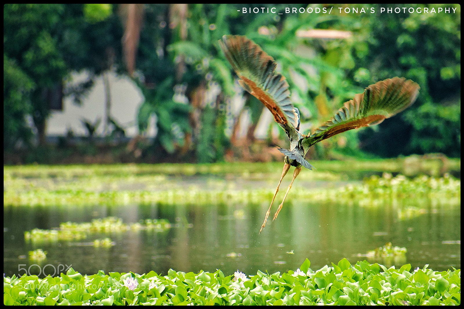 Nikon D3300 sample photo. Purple heron photography