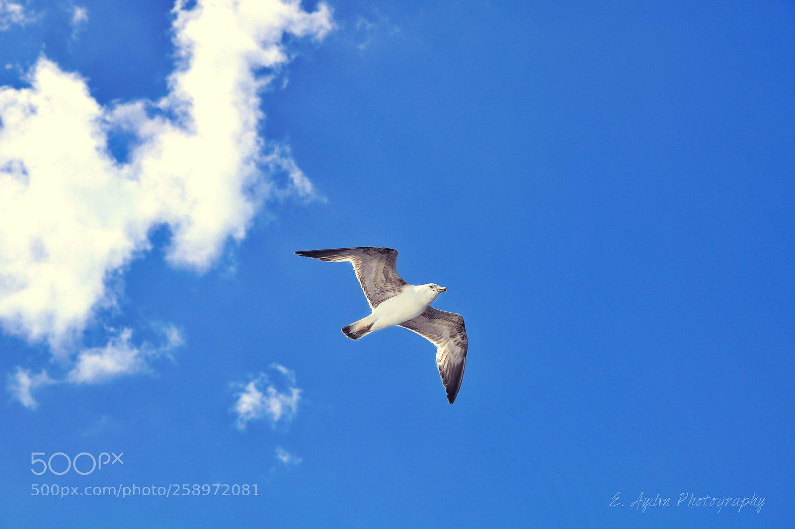 Canon EOS 750D (EOS Rebel T6i / EOS Kiss X8i) sample photo. Bird2 photography