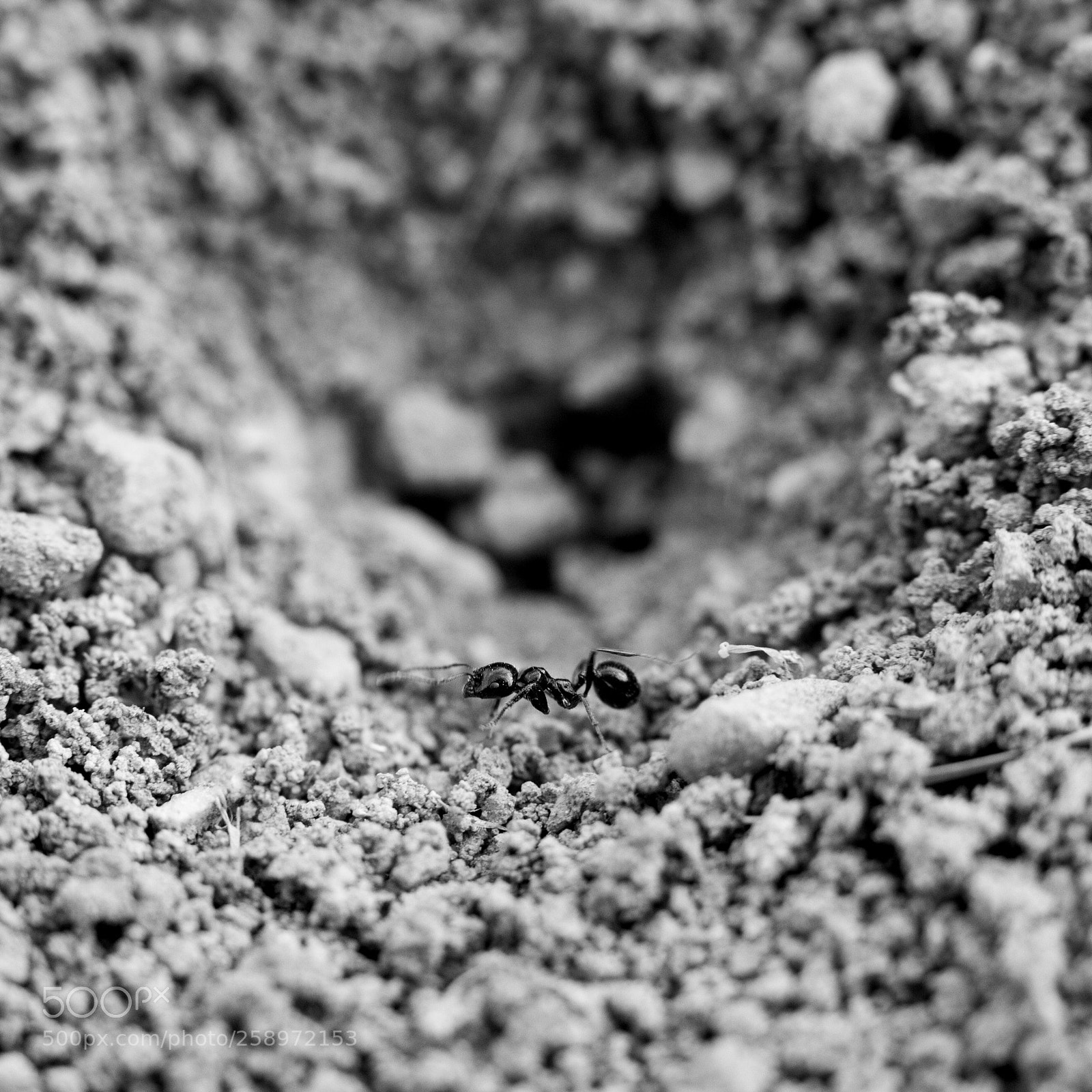 Canon EOS 7D sample photo. Ant photography