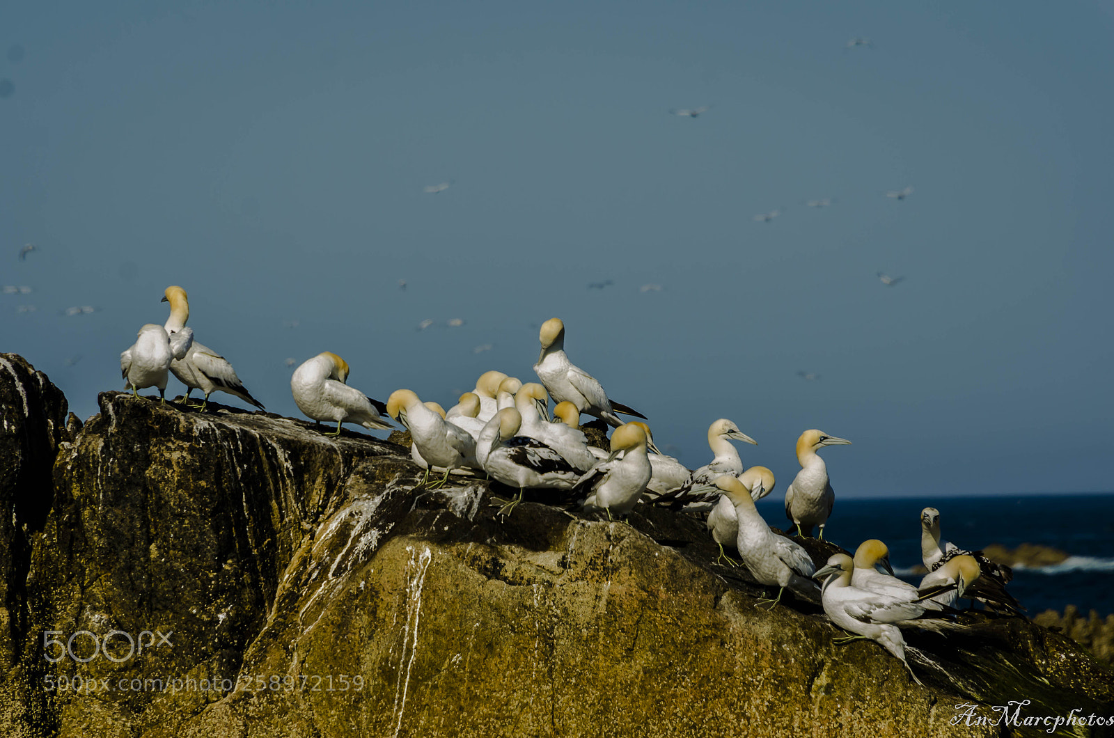 Nikon D7000 sample photo. Fous de bassan ile photography