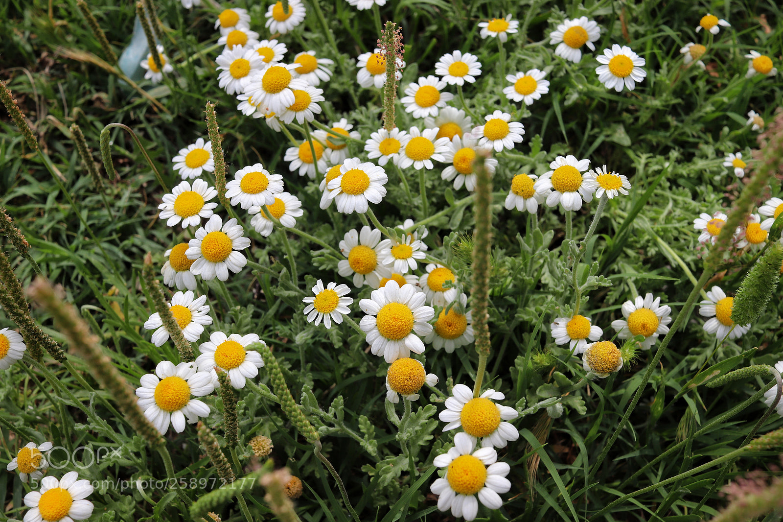 Canon EOS 800D (EOS Rebel T7i / EOS Kiss X9i) sample photo. Tiny but lovely photography