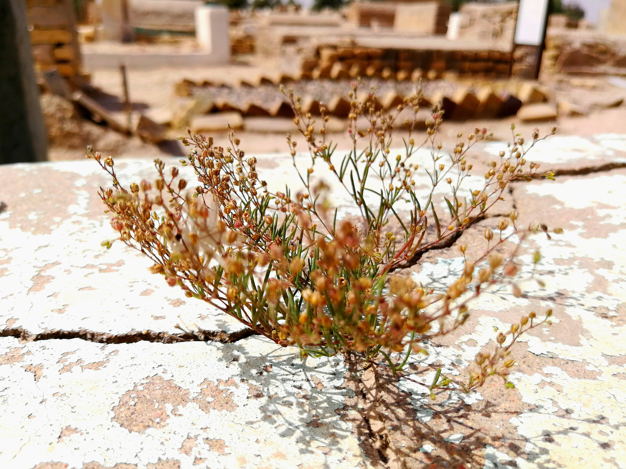 HUAWEI P10 Plus sample photo. Shrub on a grave photography