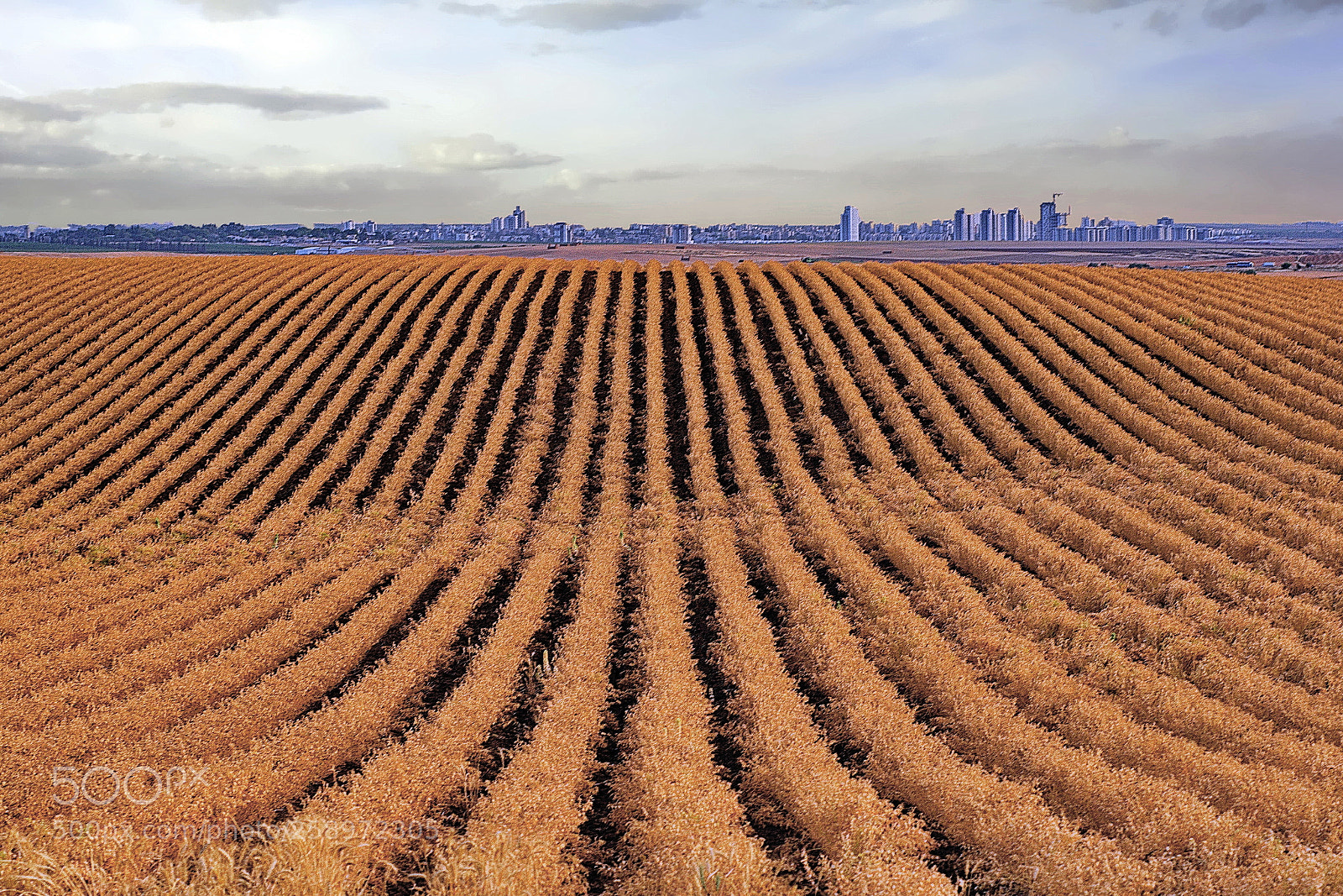 Nikon D7200 sample photo. Evening at wheatfield photography