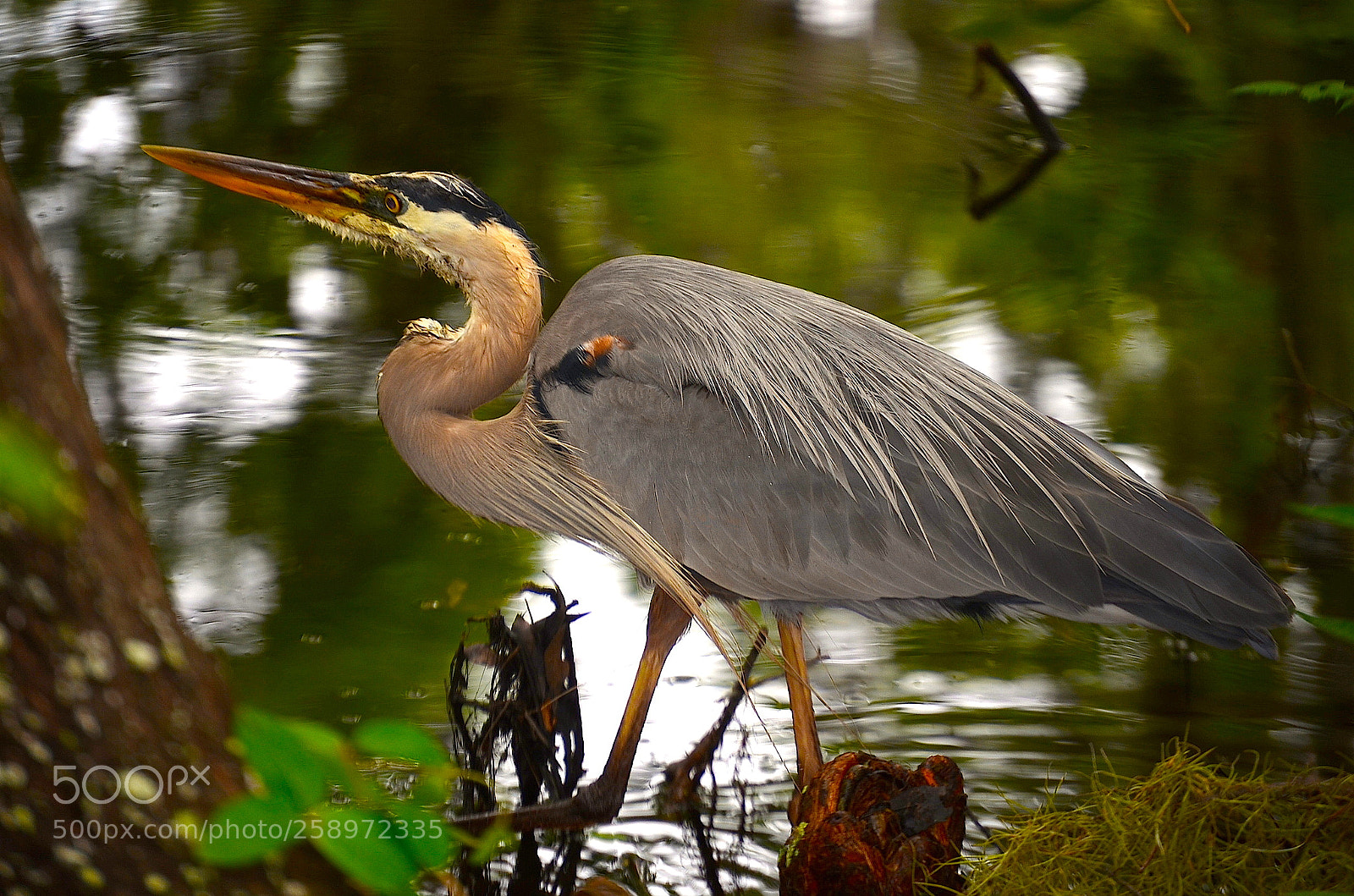 Nikon D5100 sample photo. Great blue heron photography