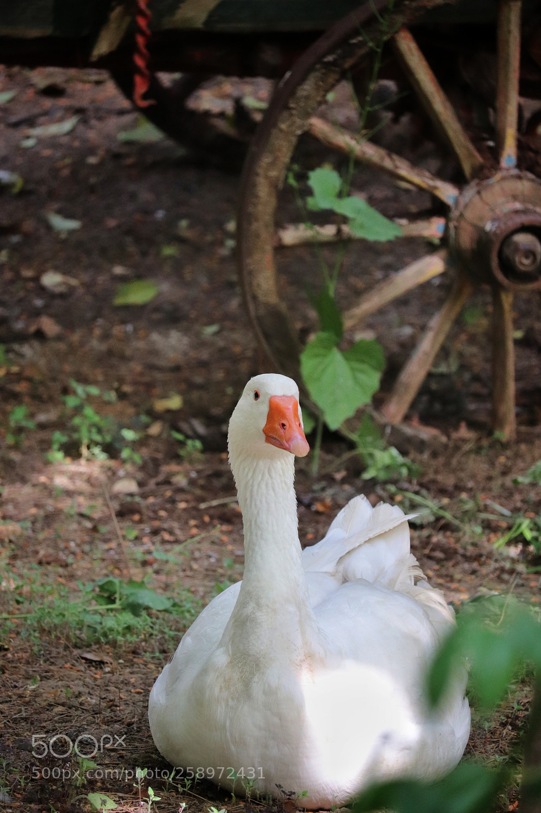 Canon EOS 800D (EOS Rebel T7i / EOS Kiss X9i) sample photo. Goose photography