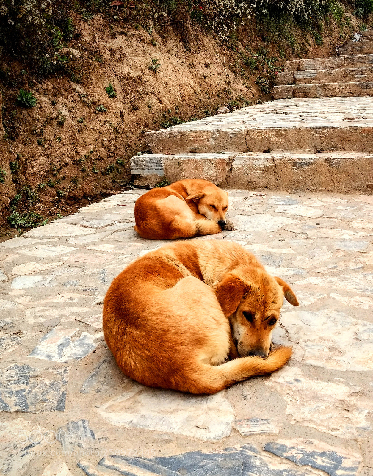 Motorola Moto G (4) sample photo. Adorable photography