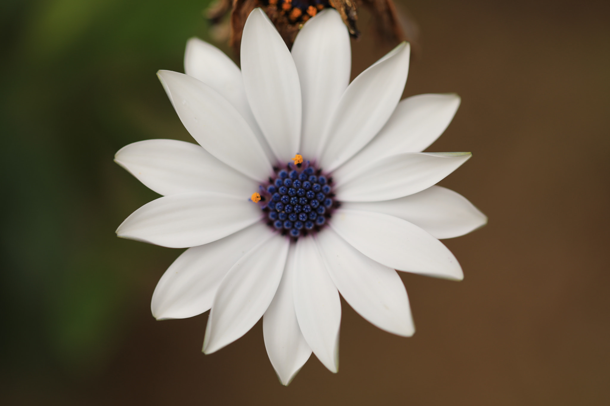 Canon EF 100mm F2.8L Macro IS USM sample photo. Dimorphotheca photography