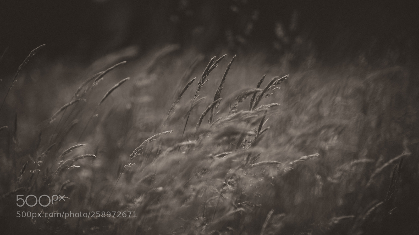 Fujifilm X-H1 sample photo. Monochrome grass mute photography