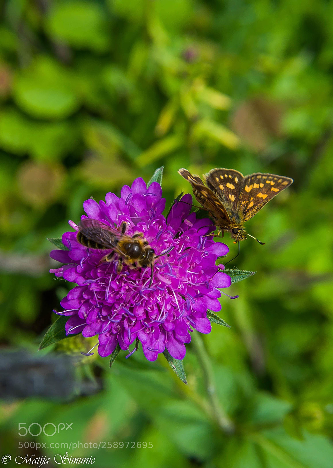 Nikon D5100 sample photo. Feast photography