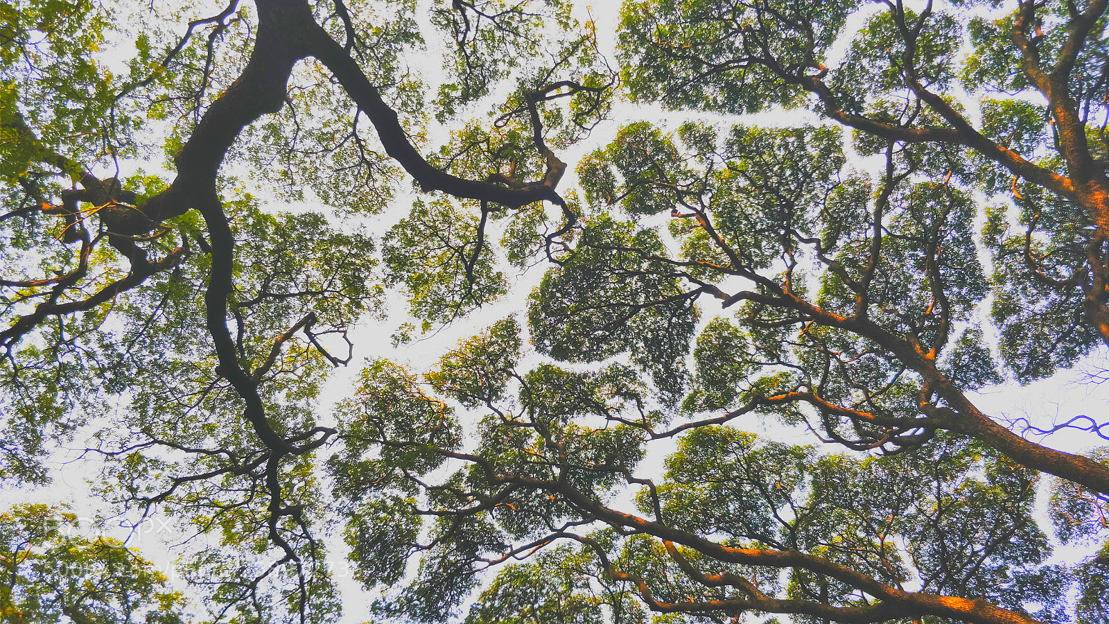 OnePlus 5 sample photo. Tree maps photography
