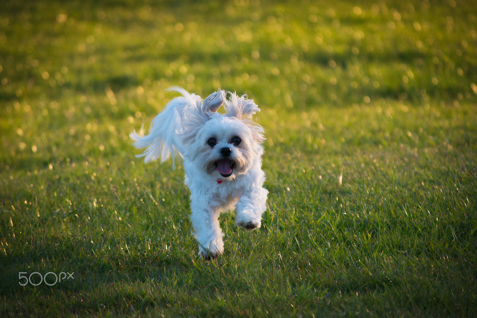 Nikon D5600 sample photo. Daisy in flight photography