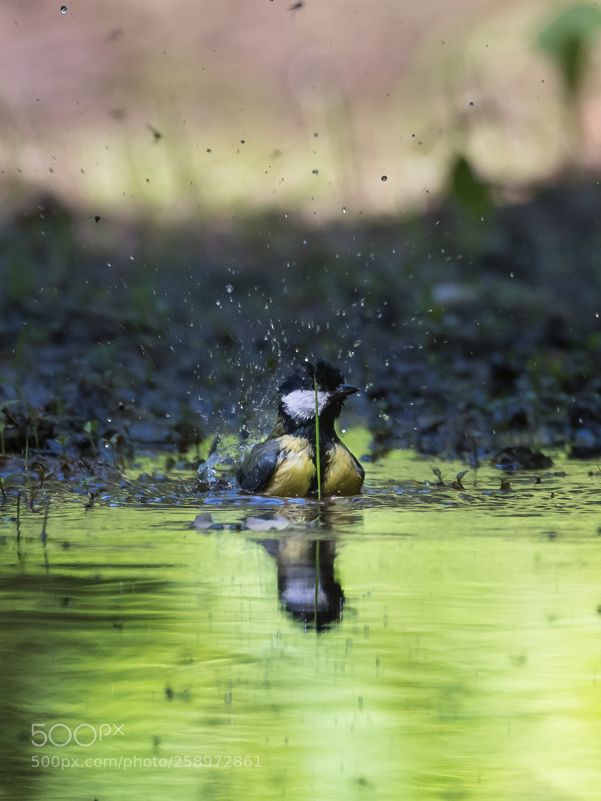 Nikon D500 sample photo. Refreshing photography