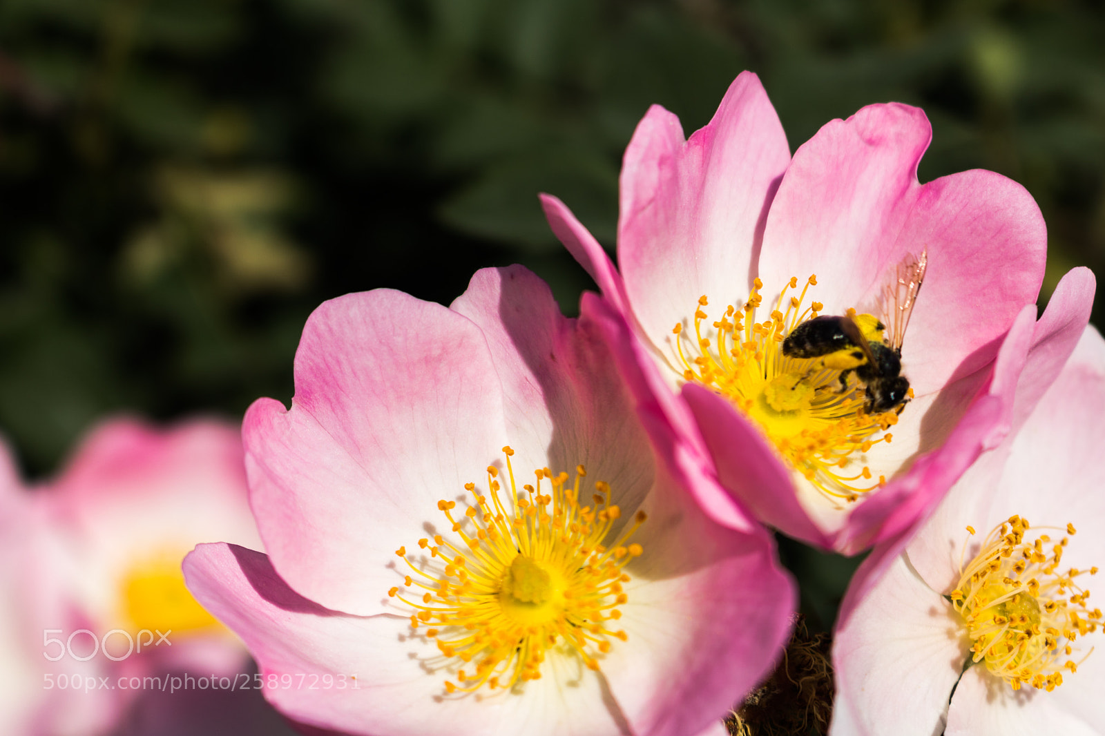 Canon EOS 760D (EOS Rebel T6s / EOS 8000D) sample photo. Arı ve polen photography