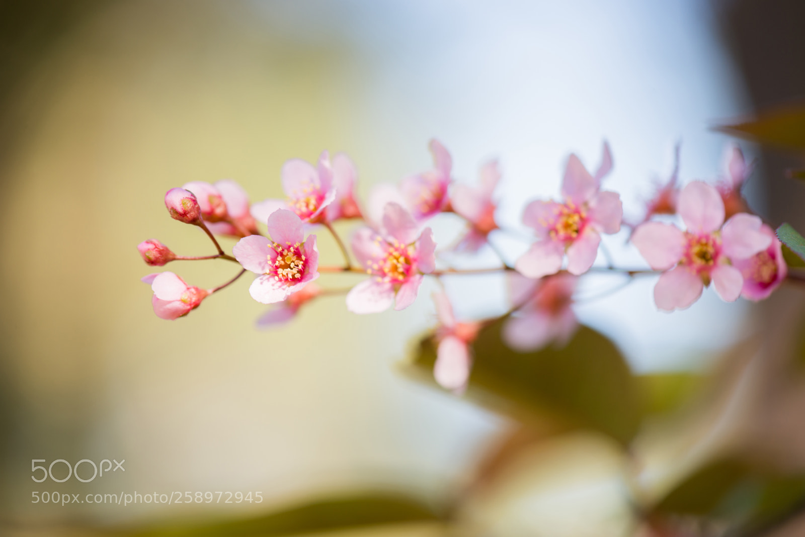 Nikon D610 sample photo. Pink flowers on the photography