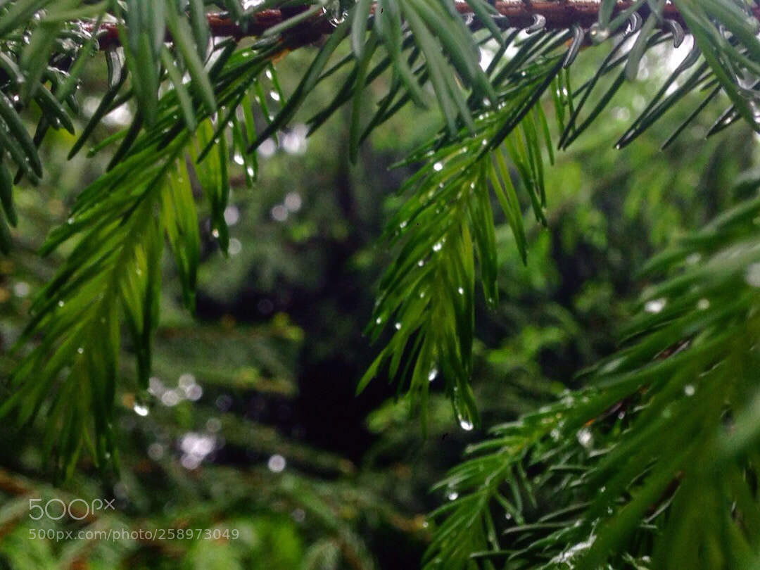 Apple iPhone 5 sample photo. Untitled photography