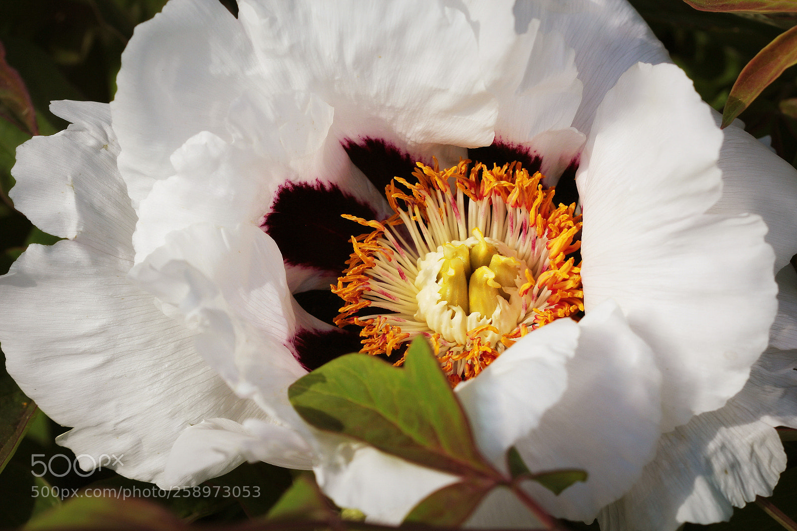 Canon EOS 550D (EOS Rebel T2i / EOS Kiss X4) sample photo. Blooming white tree peony photography
