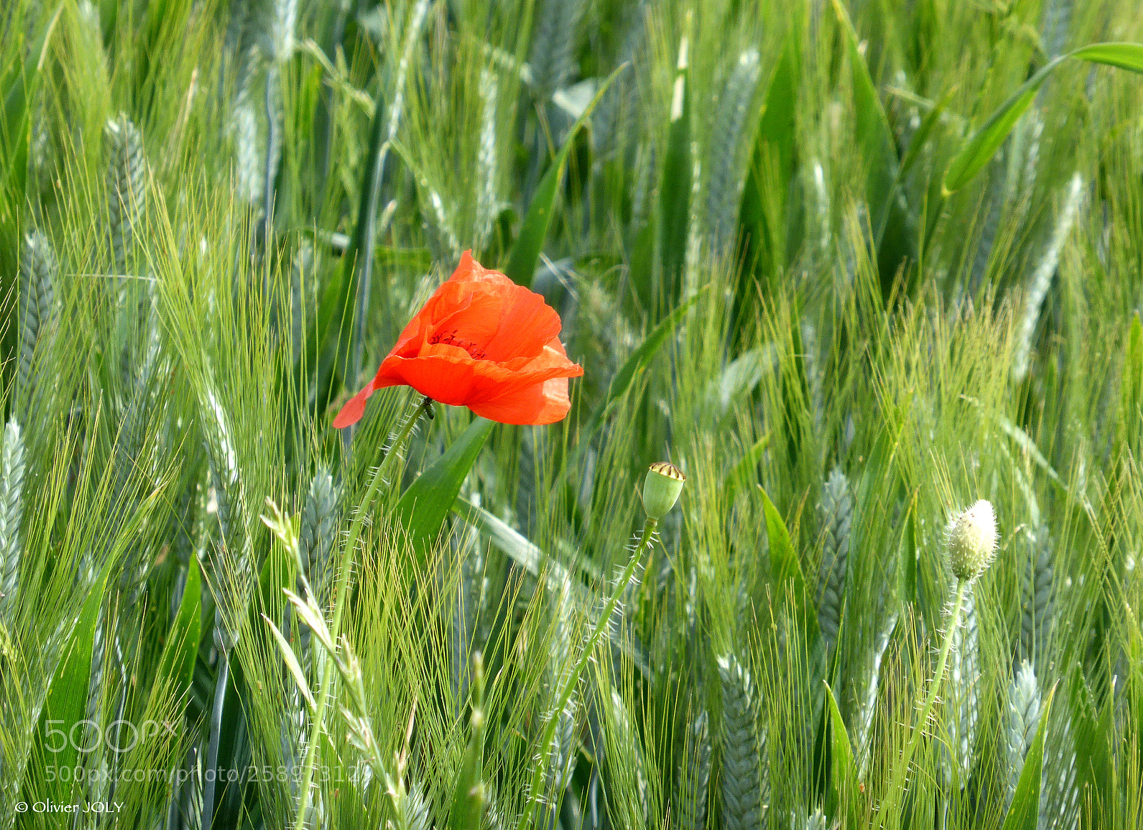 Panasonic Lumix DMC-ZS30 (Lumix DMC-TZ40) sample photo. Coquelicot photography