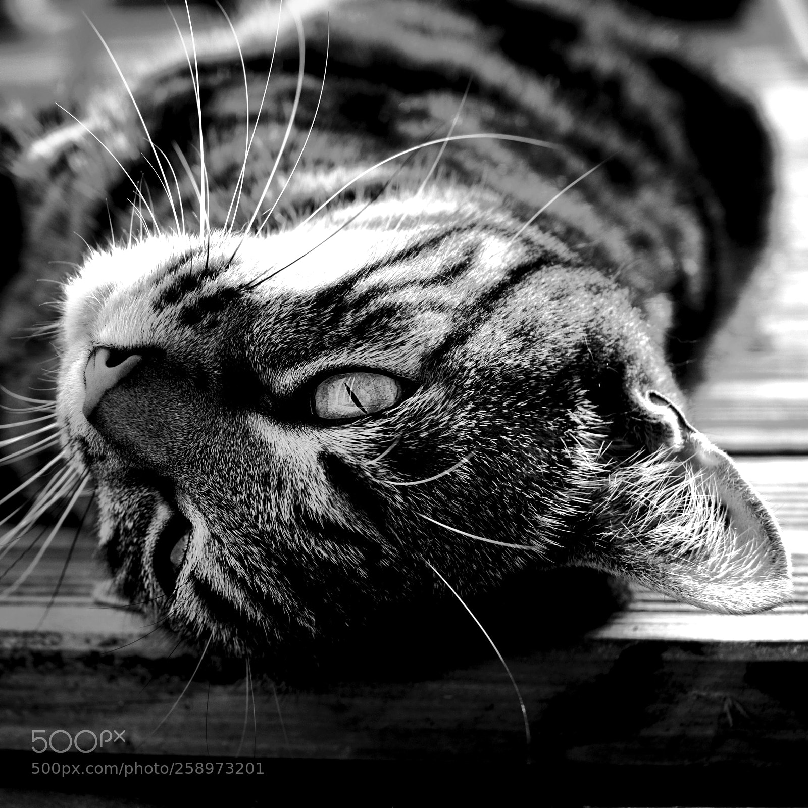 Canon EOS 80D sample photo. Le chat farouk photography