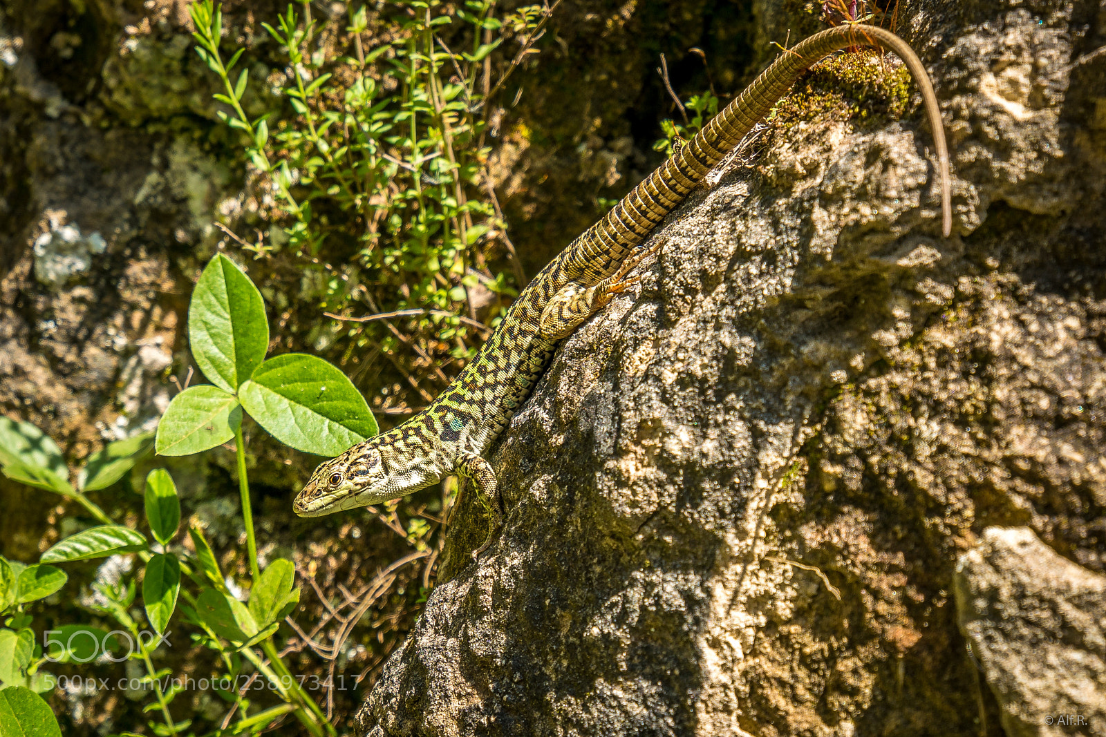 Sony a7R II sample photo. Calabria, impression 32 photography