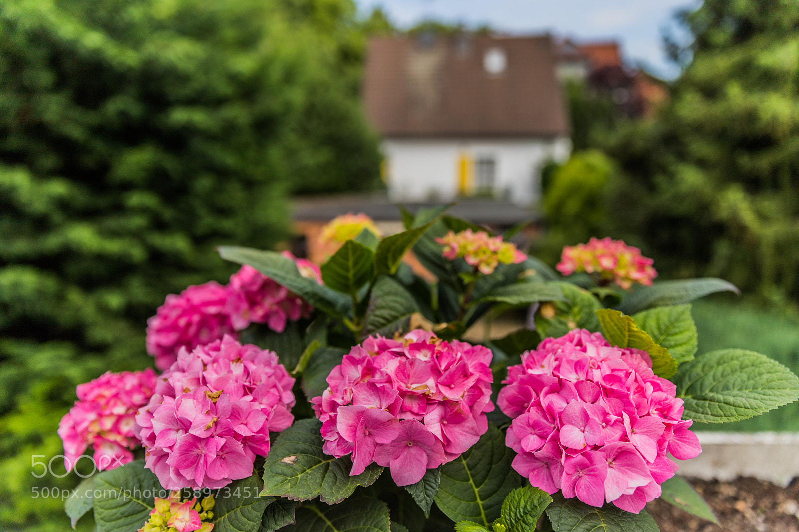 Canon EOS 6D Mark II sample photo. Shining photography