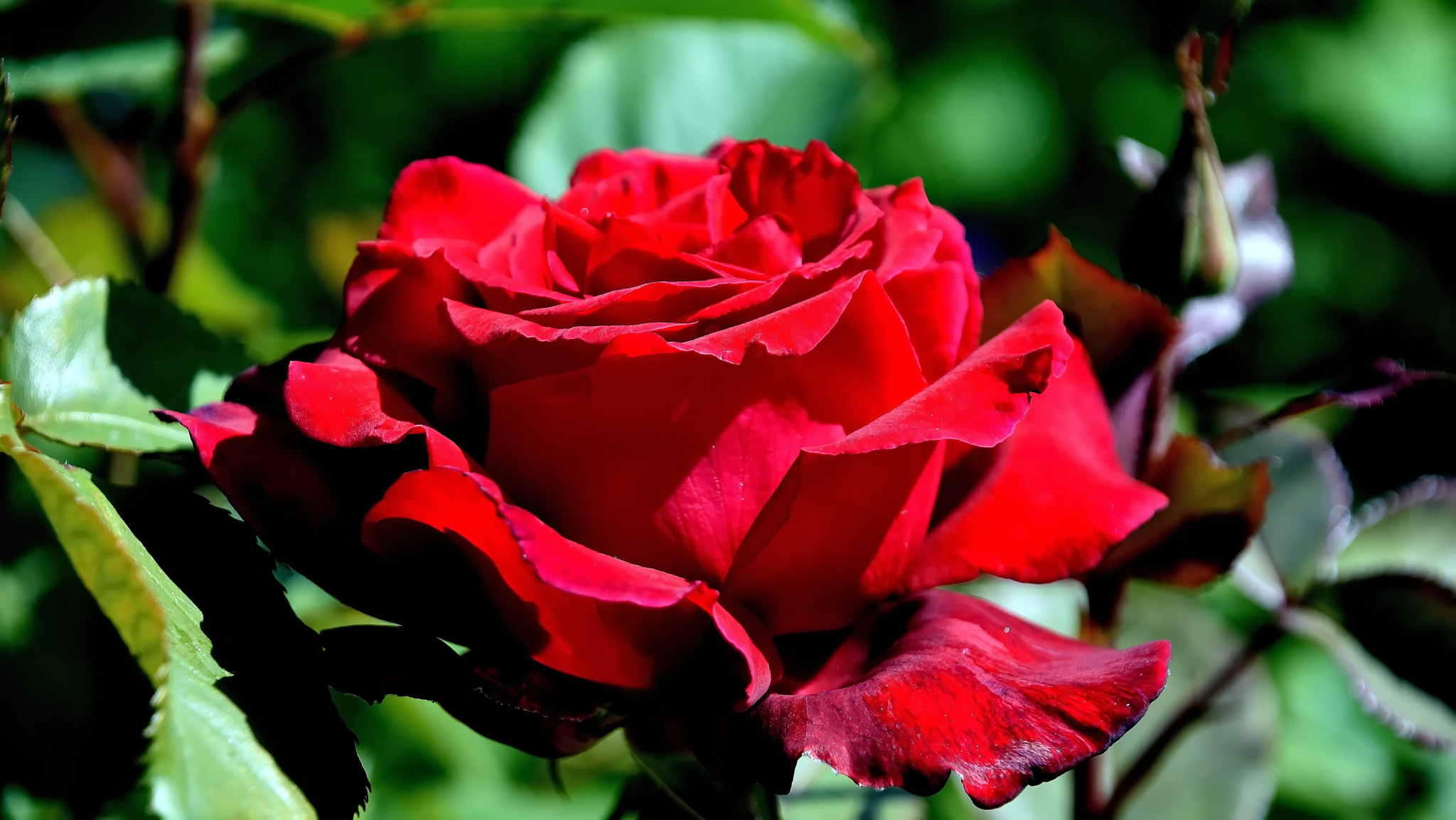 Nikon D7200 sample photo. The red... photography