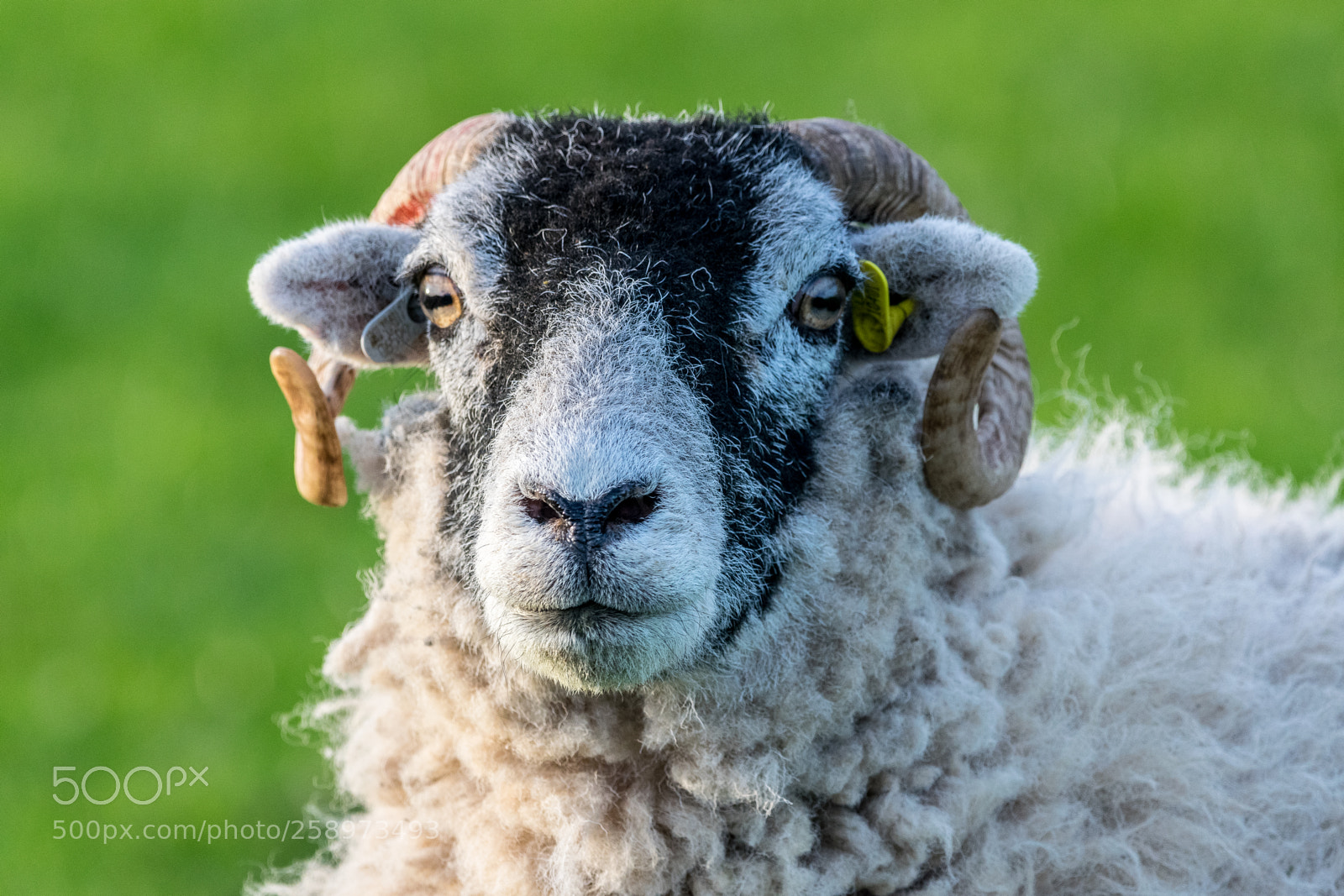 Nikon D3300 sample photo. Curious ram photography