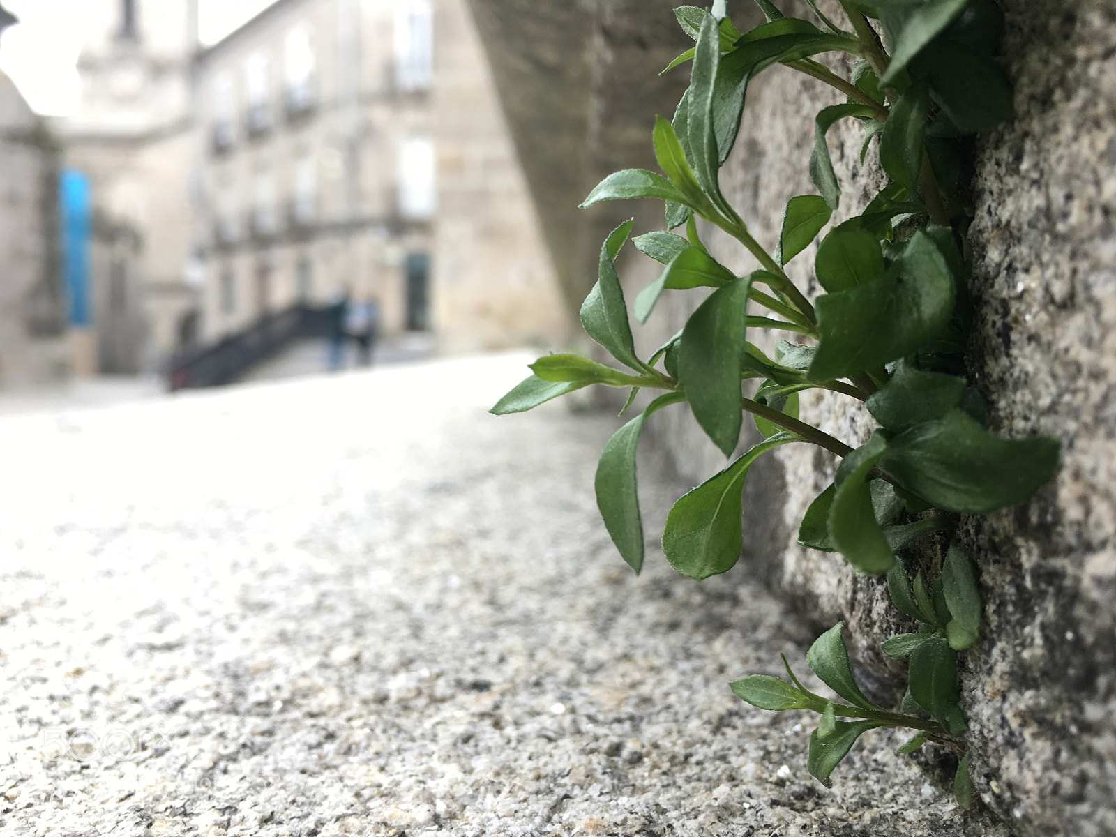 Apple iPhone 6s sample photo. Interest point photography