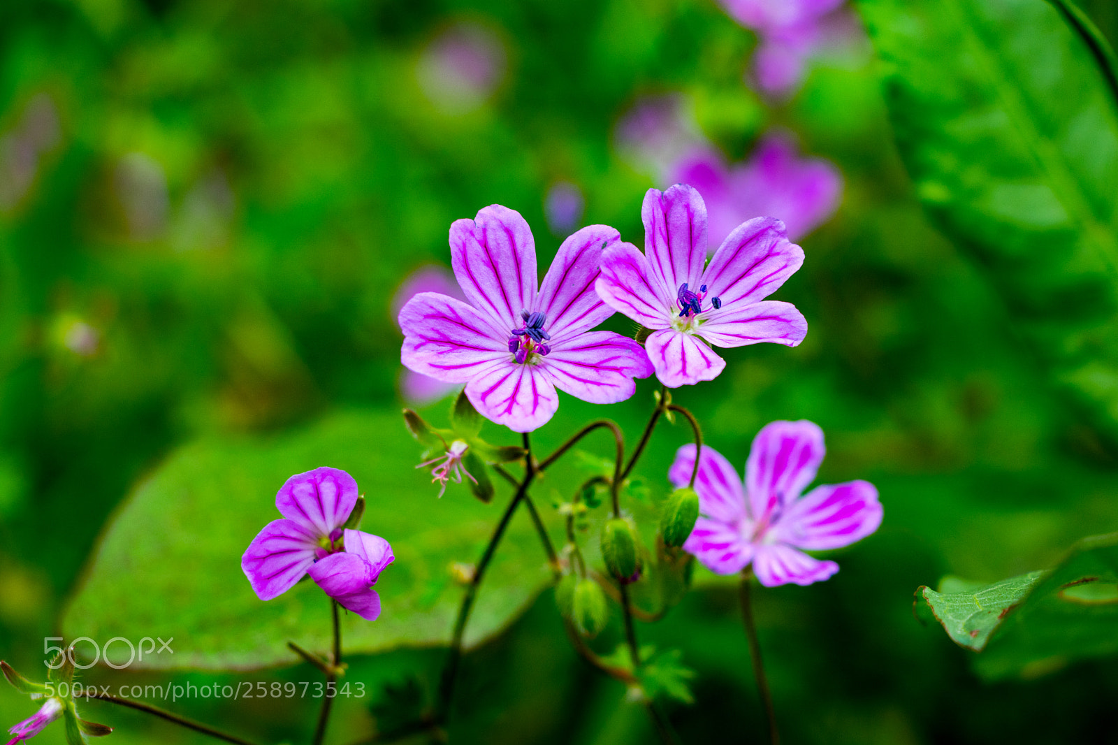 Canon EOS 80D sample photo. Purple flowers photography
