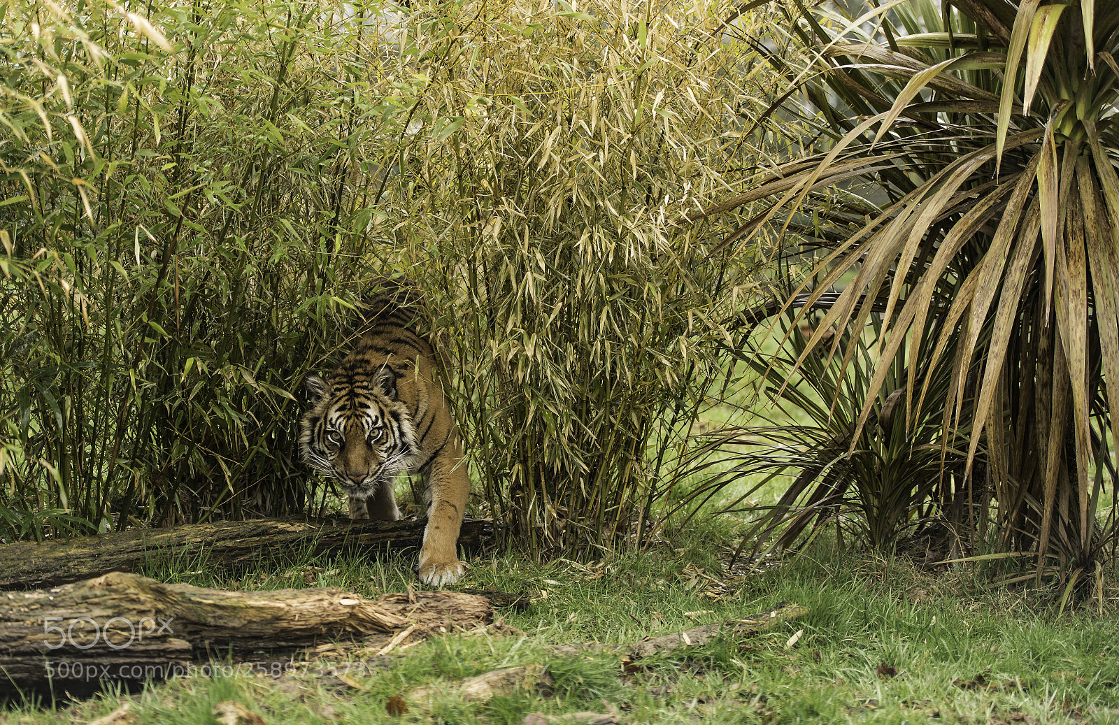 Nikon D5 sample photo. Tiger series photography