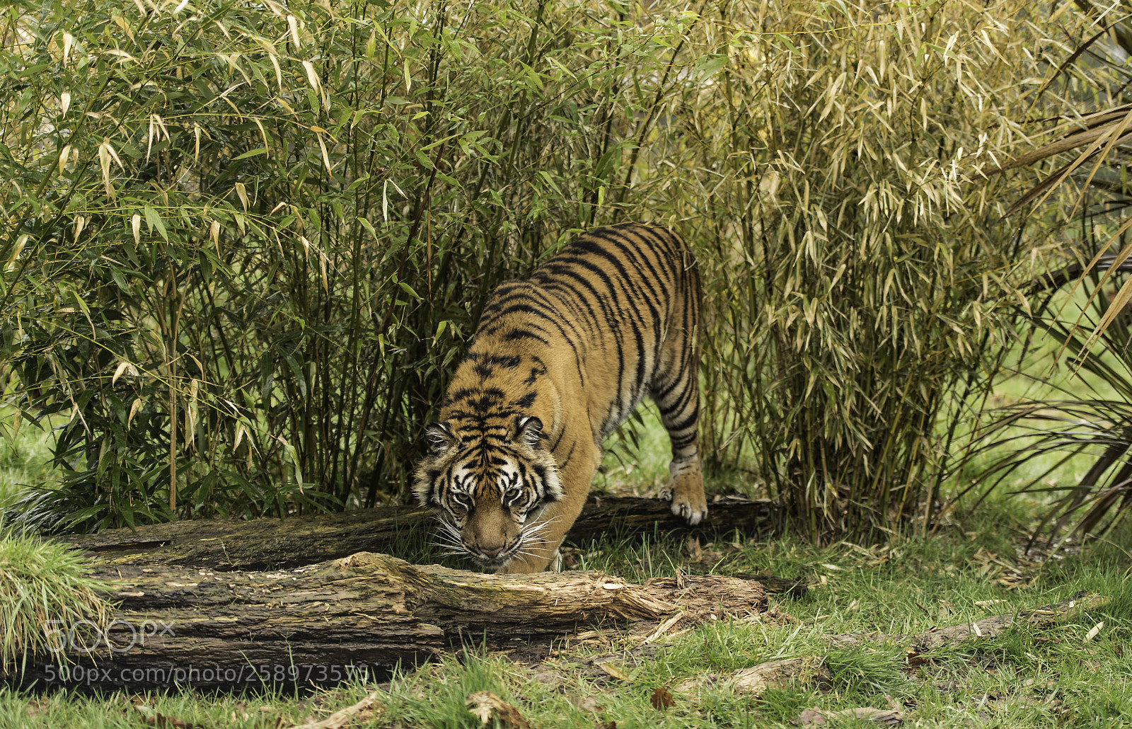 Nikon D5 sample photo. Tiger series photography