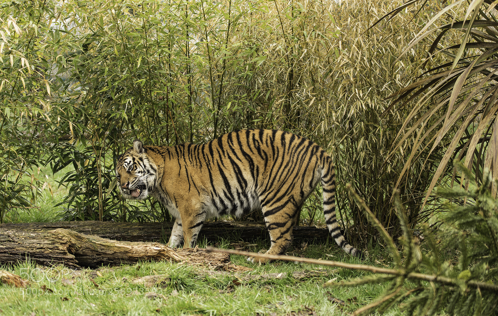 Nikon D5 sample photo. Tiger series photography