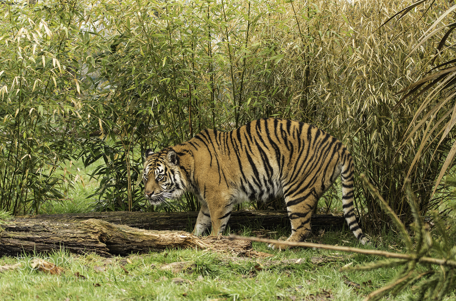 Nikon D5 sample photo. Tiger series photography