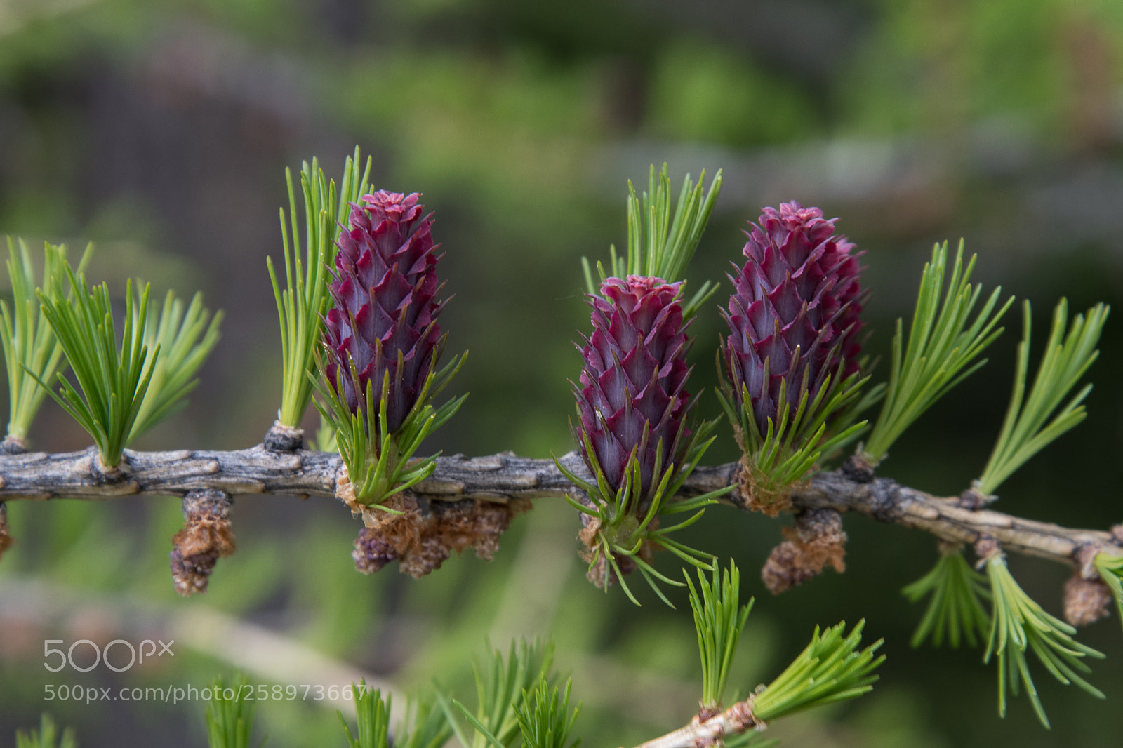 Nikon D850 sample photo. Spring photography