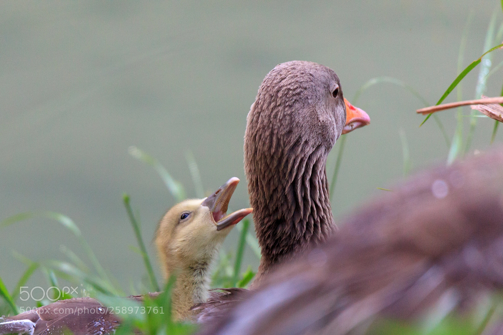 Canon EOS 5D Mark II sample photo. Mother goose and her photography