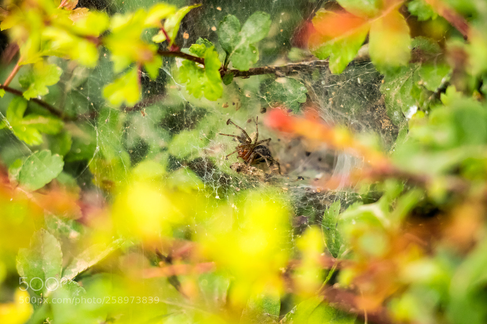 Canon EOS 80D sample photo. Spider photography
