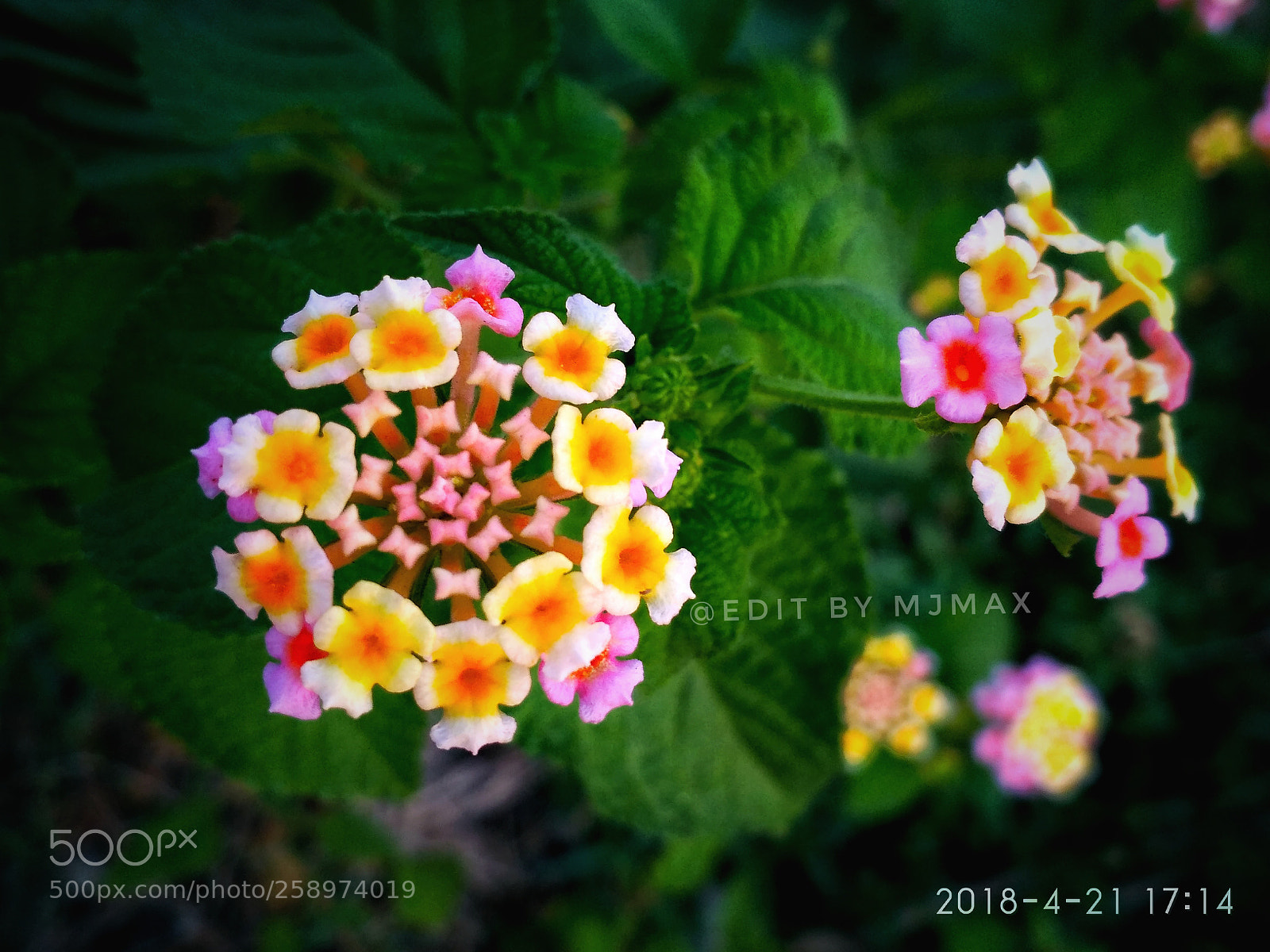 Xiaomi Redmi 3S sample photo. Colourful flower photography